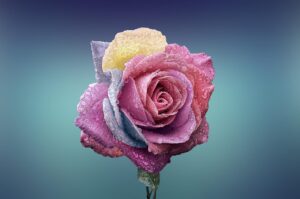 fleur, jeu, femme